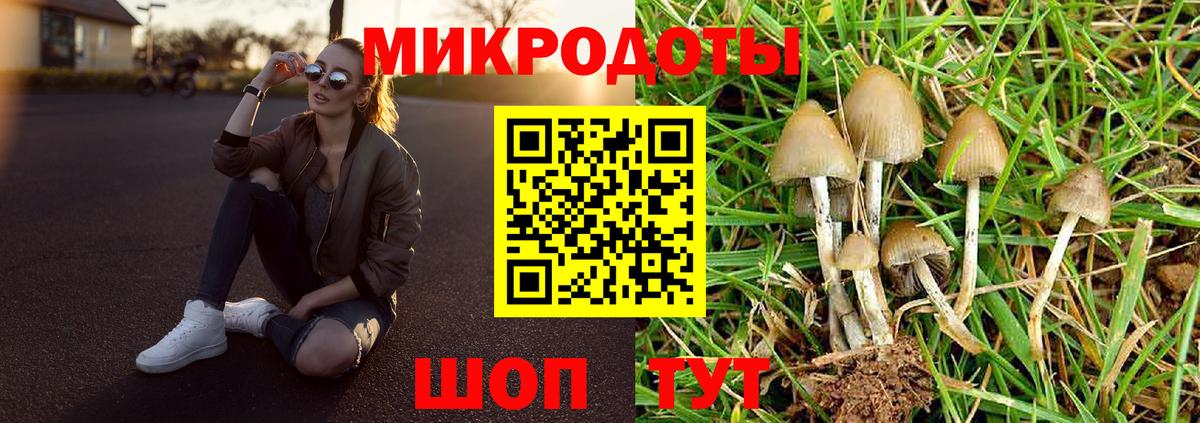 Галлюциногенные грибы Psilocybe Ейск